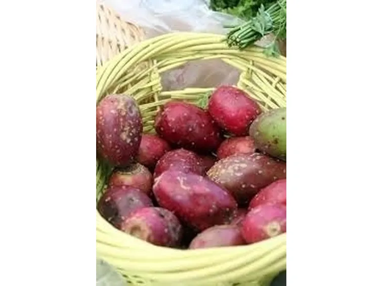 Fiori e frutti del fico d'india