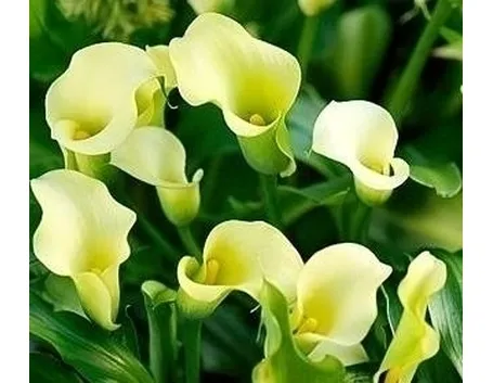 Frutti calla palustris