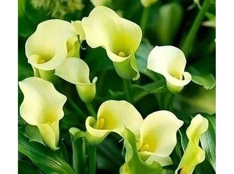 Frutti calla palustris