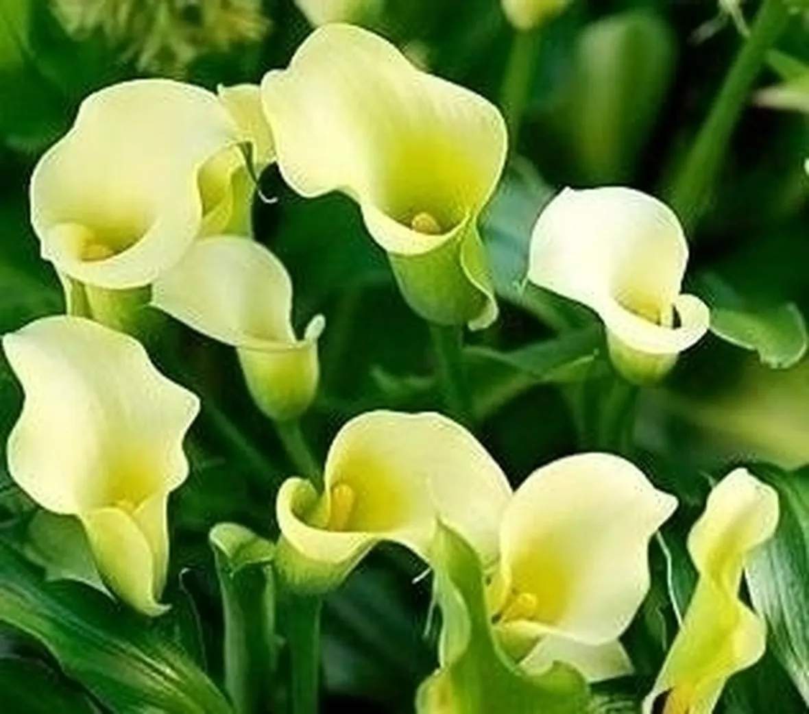 Frutti calla palustris