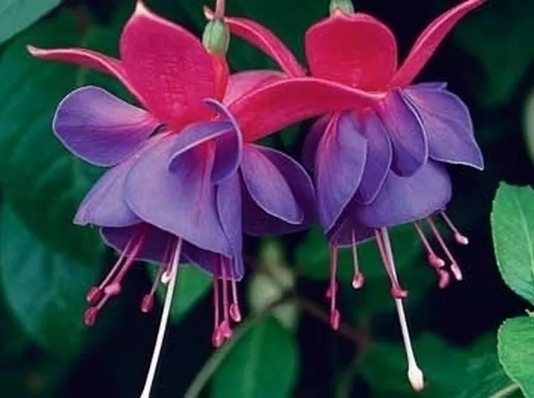 Fucsia-12