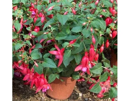 Fucsia-13