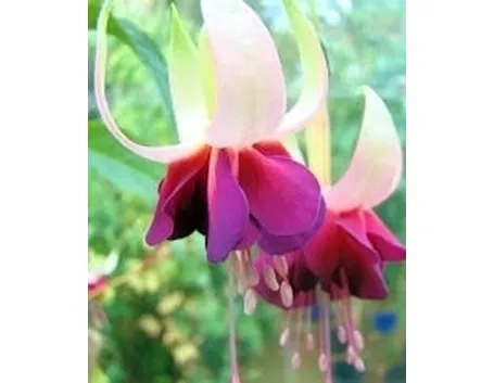 Fucsia-16