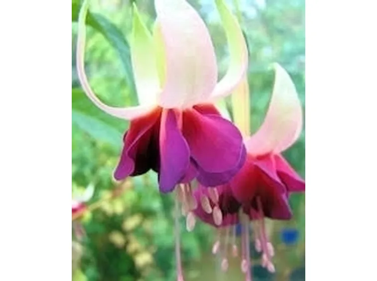Fucsia-16