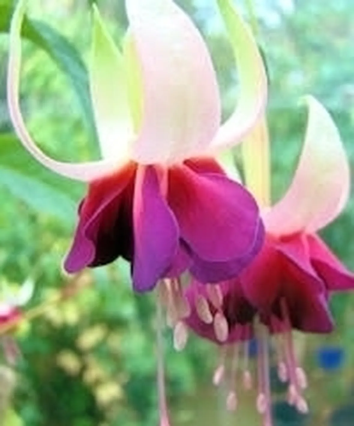 Fucsia-16