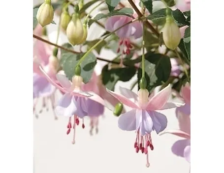 Fucsia-17
