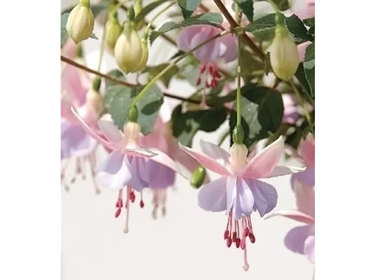Fucsia-17