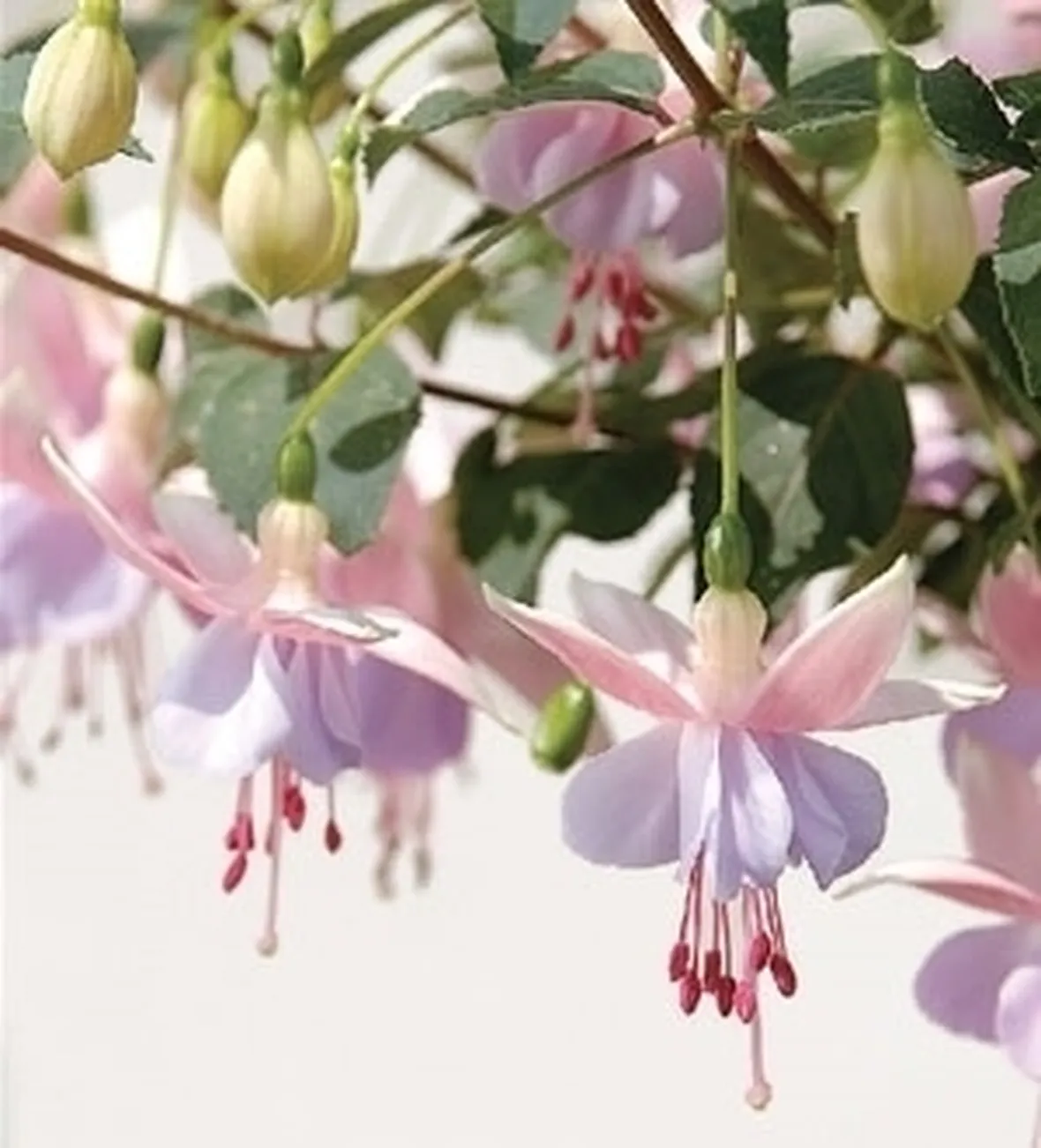 Fucsia-17