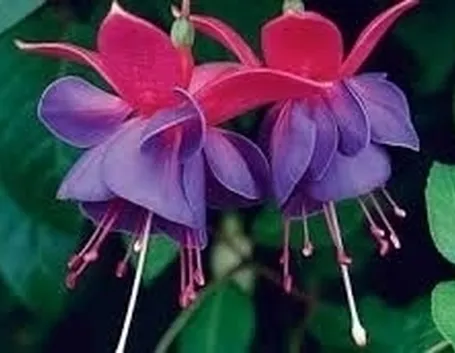 Fucsia-18