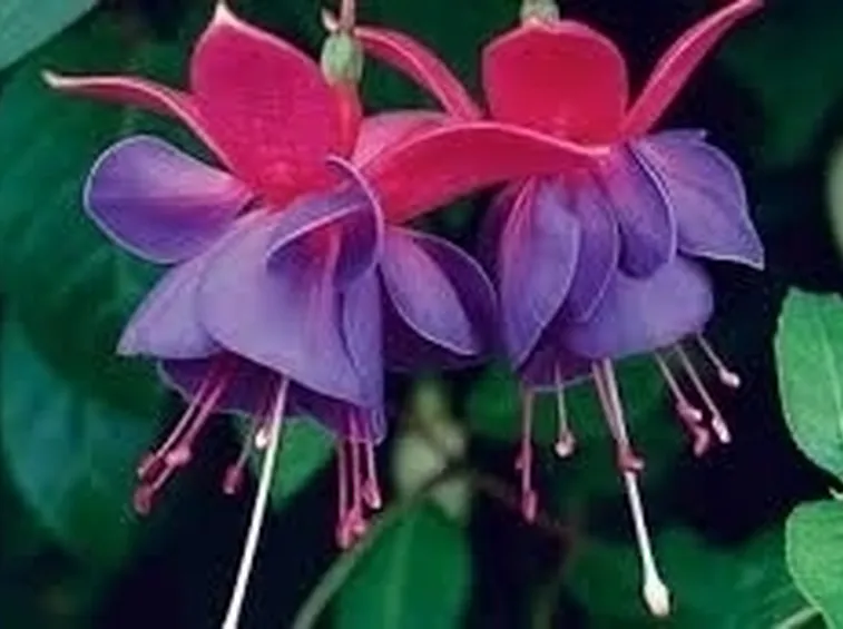 Fucsia-18