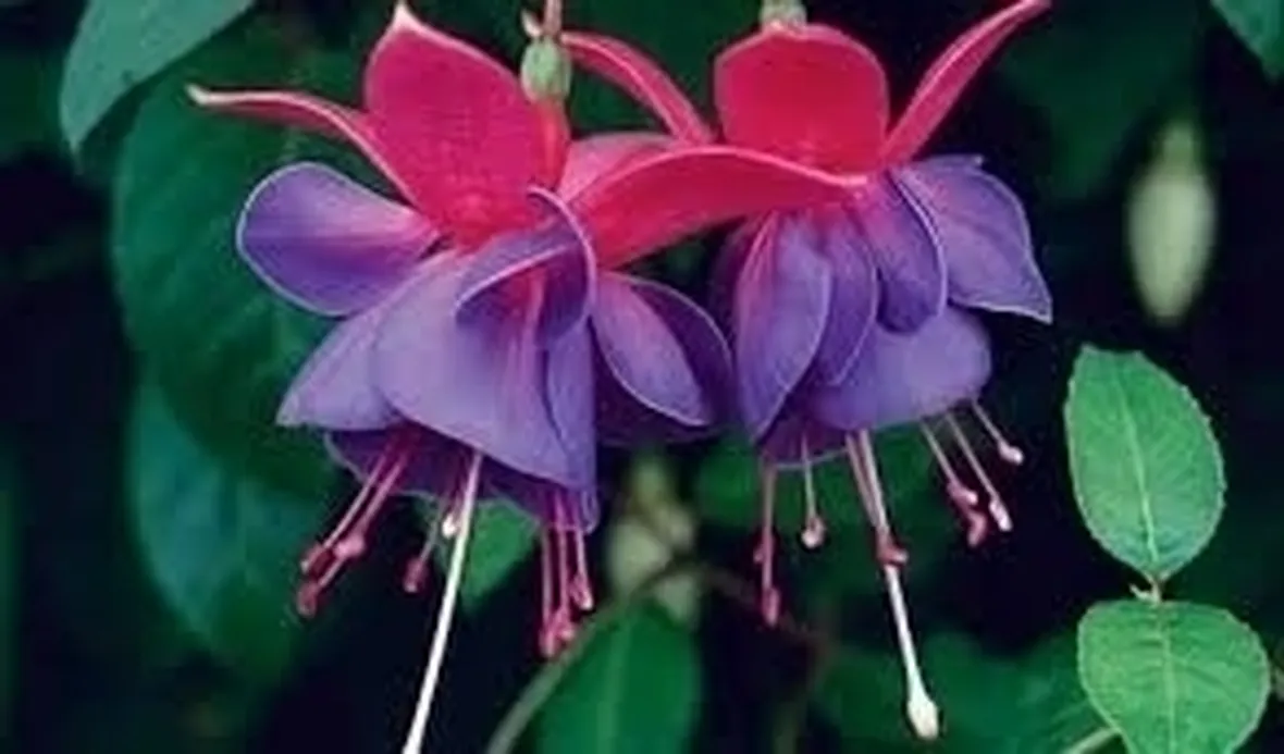 Fucsia-18