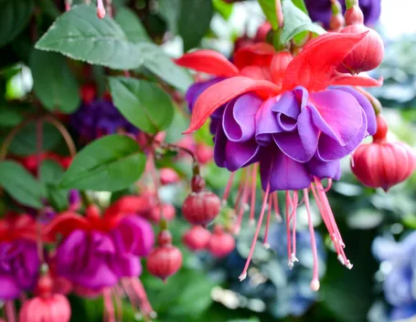 Introduzione al genere fucsia