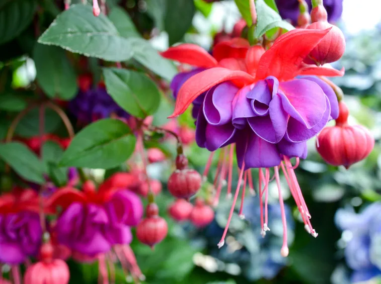 Introduzione al genere fucsia