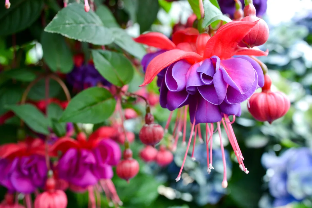 Introduzione al genere fucsia
