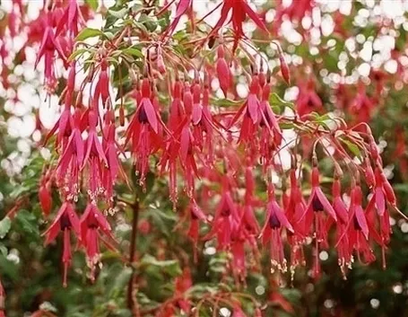 Fucsia-21