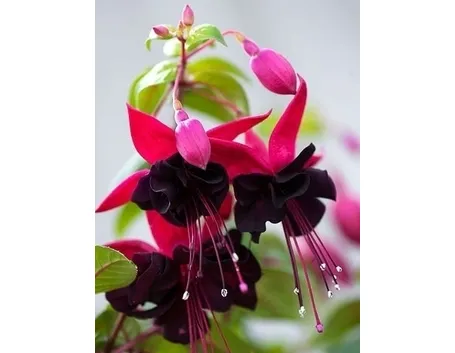 Fucsia-22