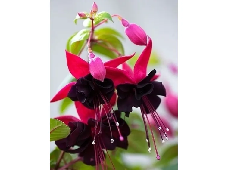 Fucsia-22