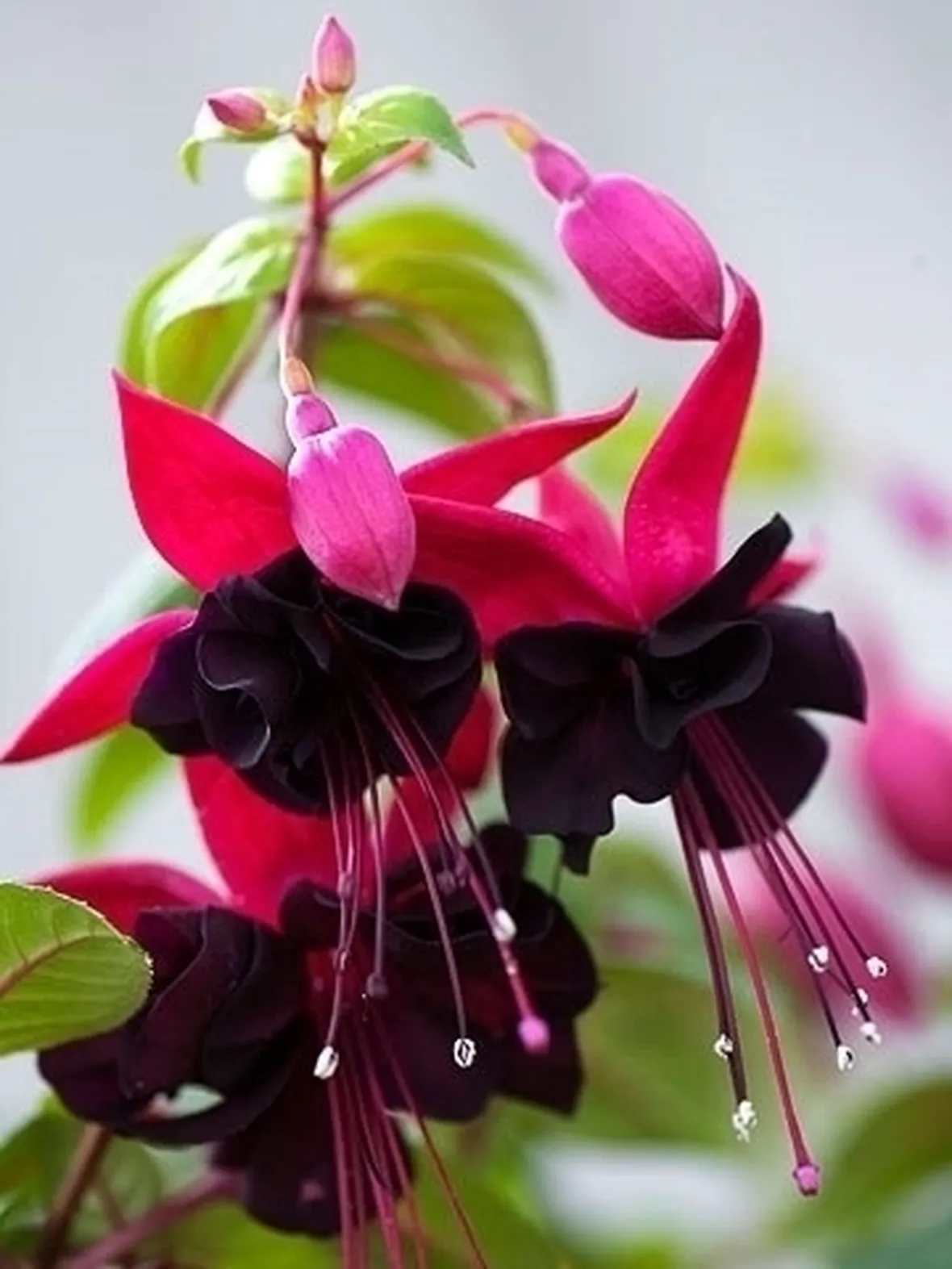Fucsia-22