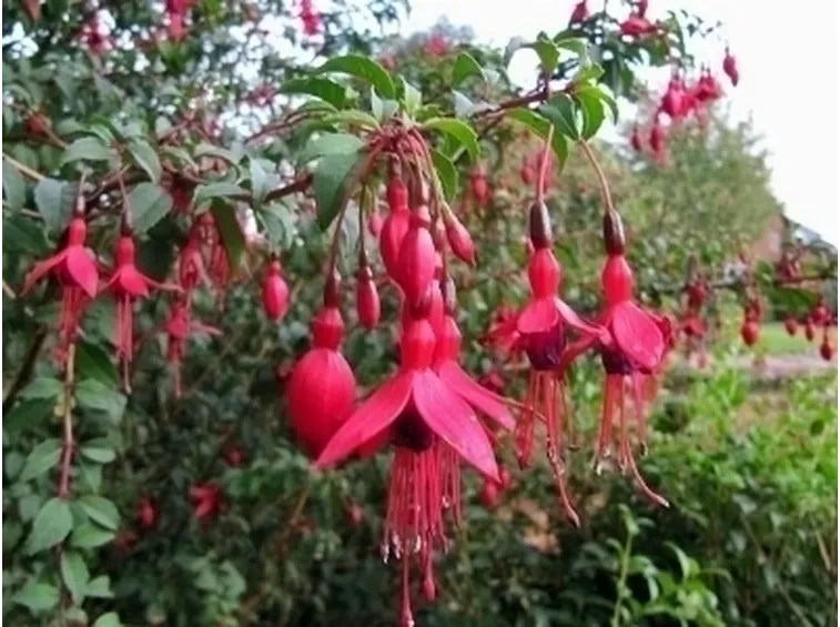 Fucsia-23