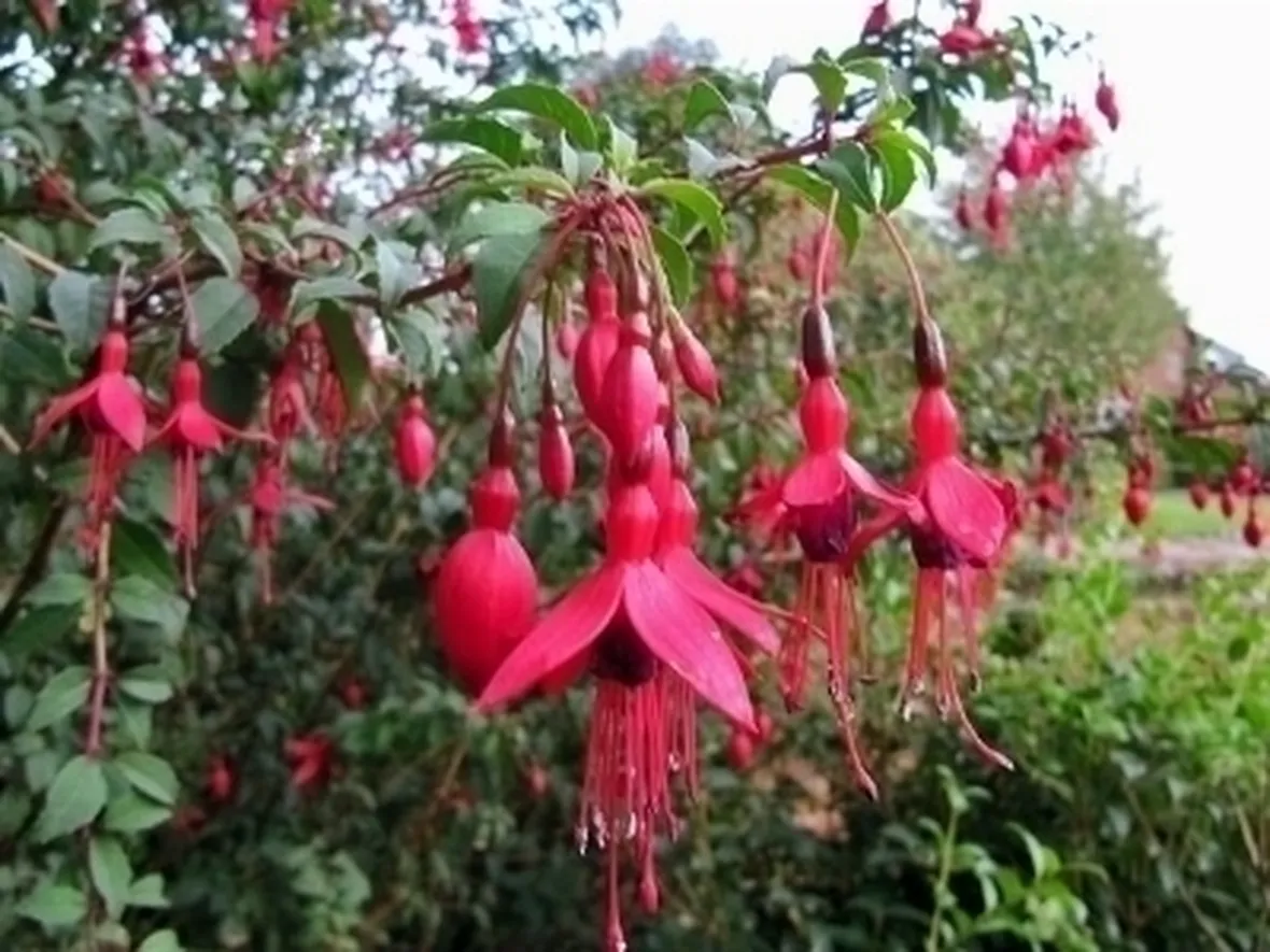 Fucsia-23