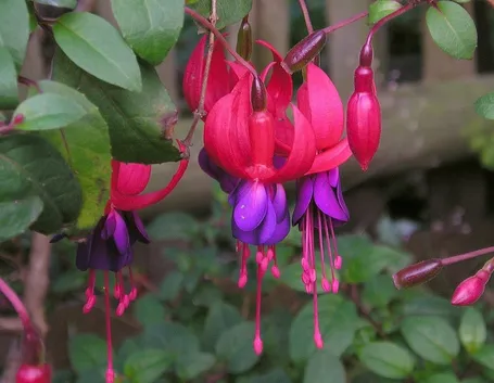 Fucsia-24