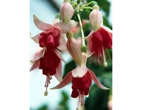 Fucsia-26