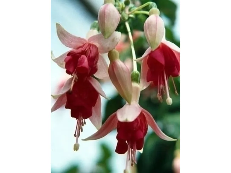 Fucsia-26