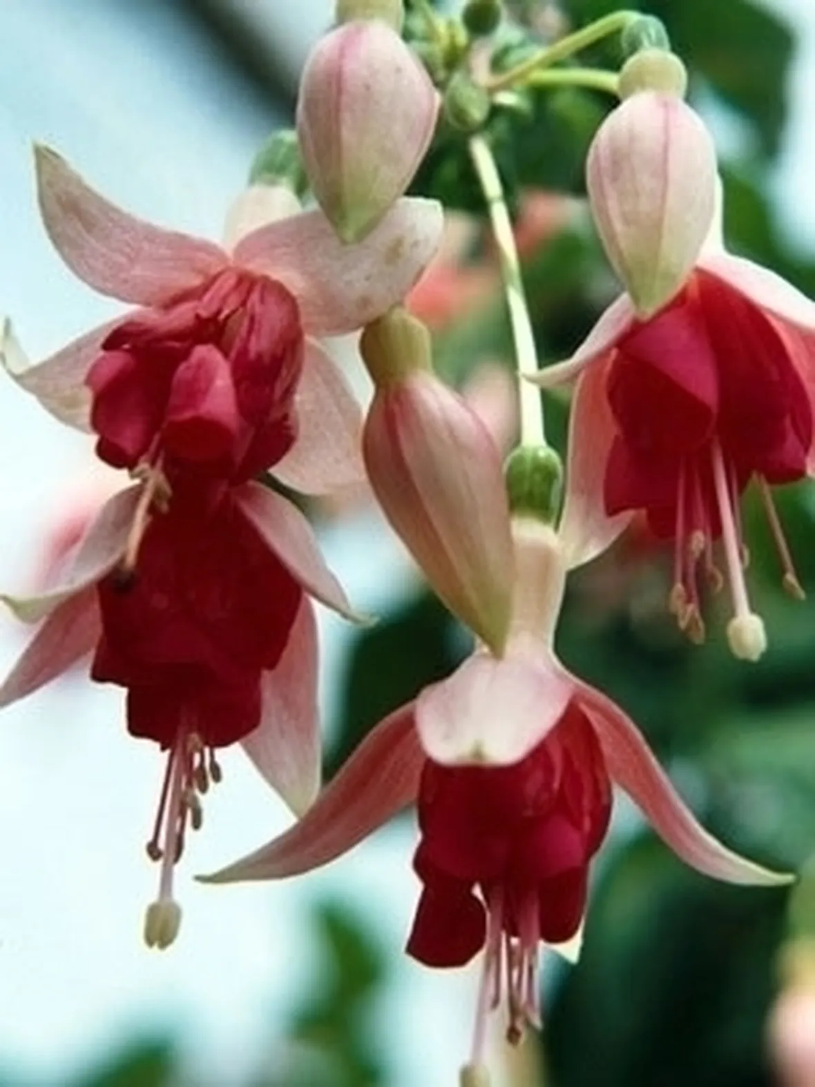 Fucsia-27
