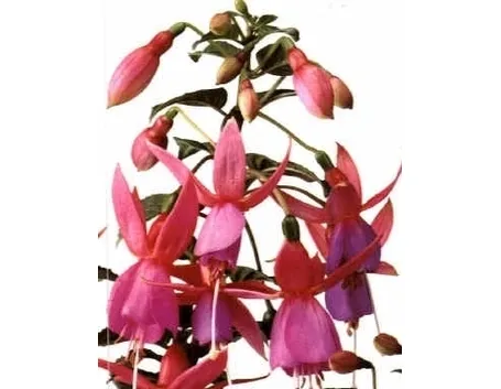 Fucsia-28