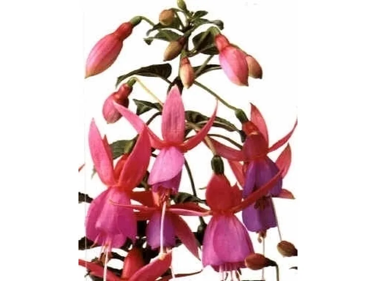 Fucsia-28