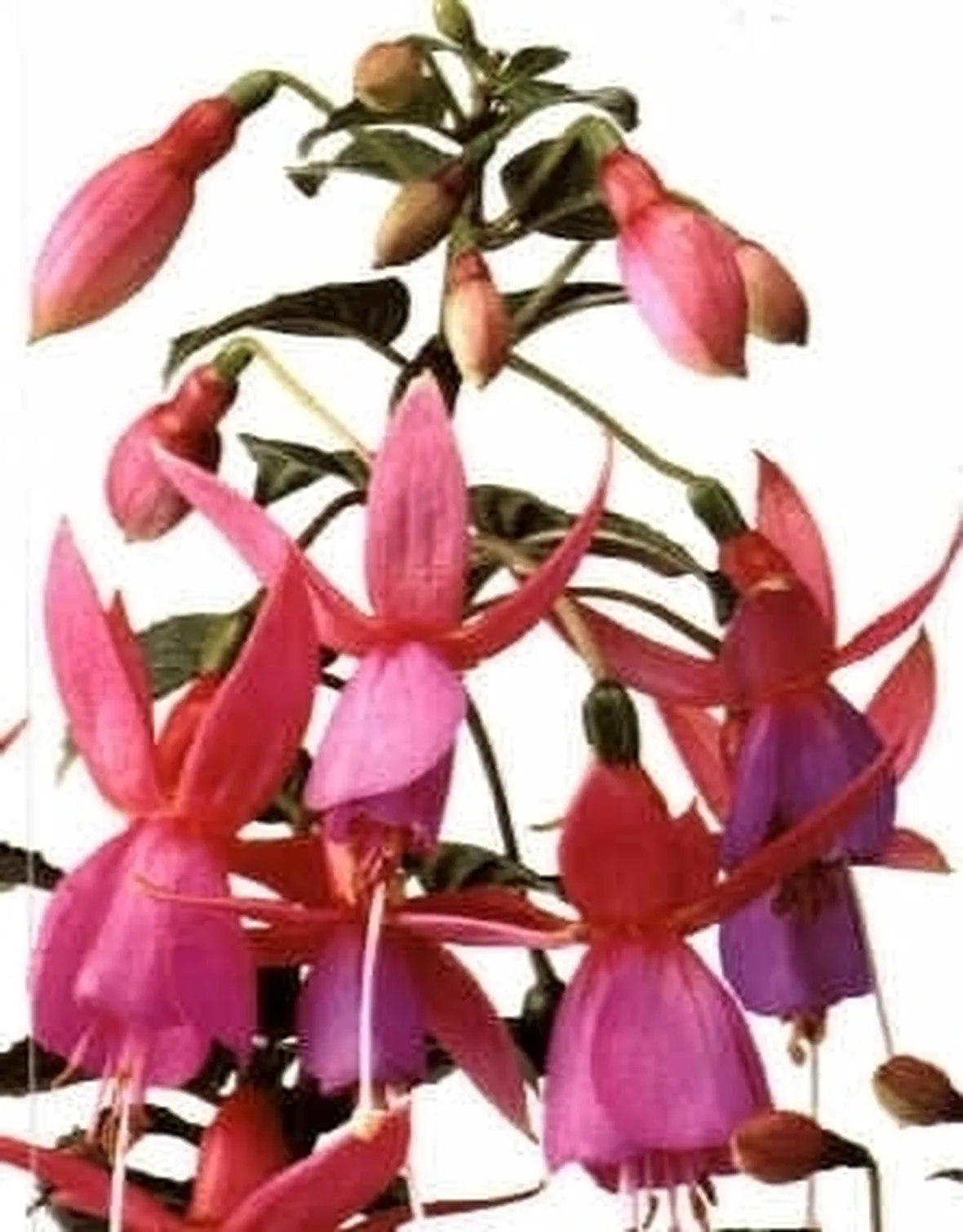 Fucsia-28