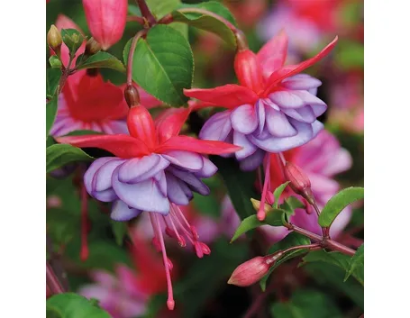 Fucsia-8