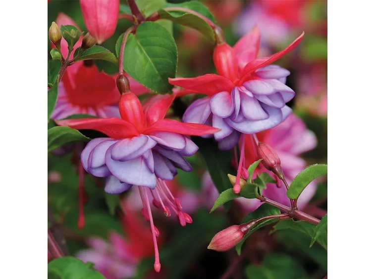 Fucsia-8