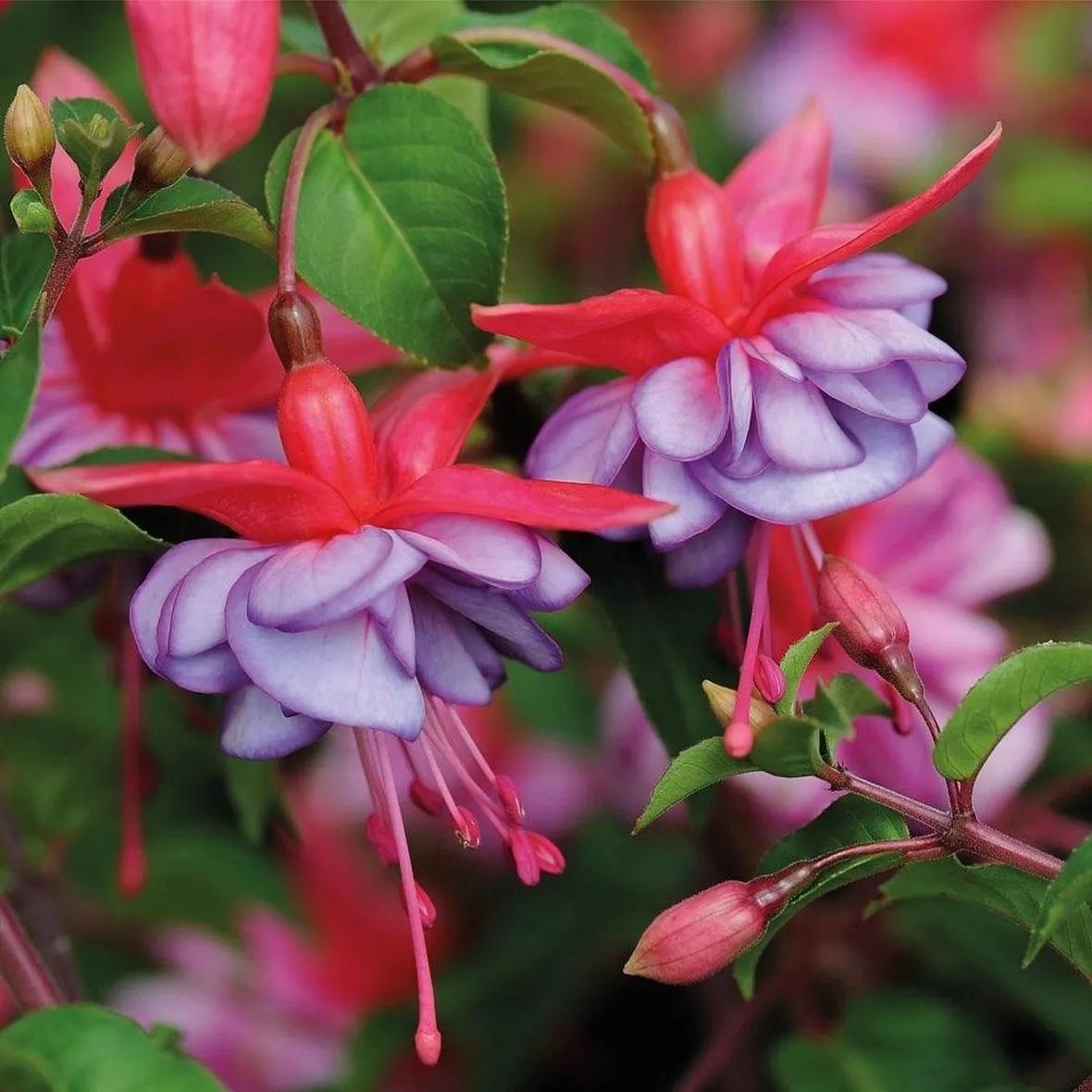 Fucsia-8