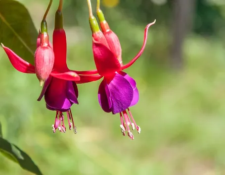 Fucsia-9