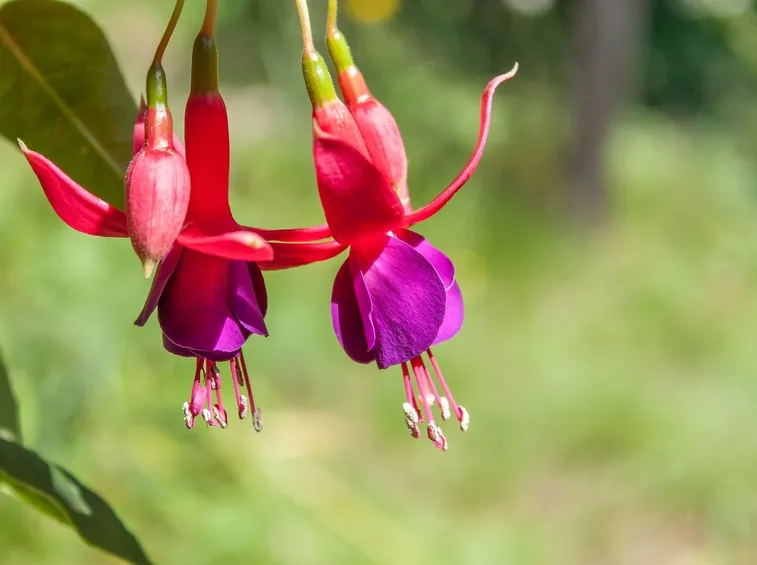 Fucsia-9