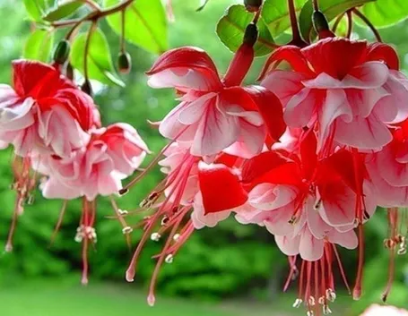 Le cento specie di fucsia