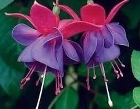 FUCSIA