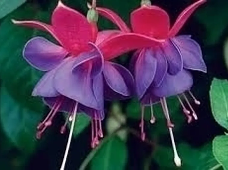 FUCSIA