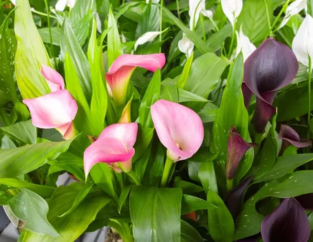 Generalità calla