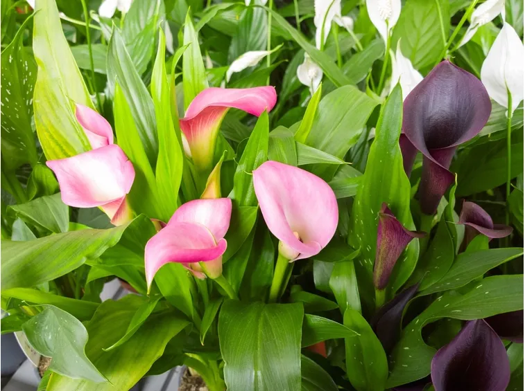 Generalità calla