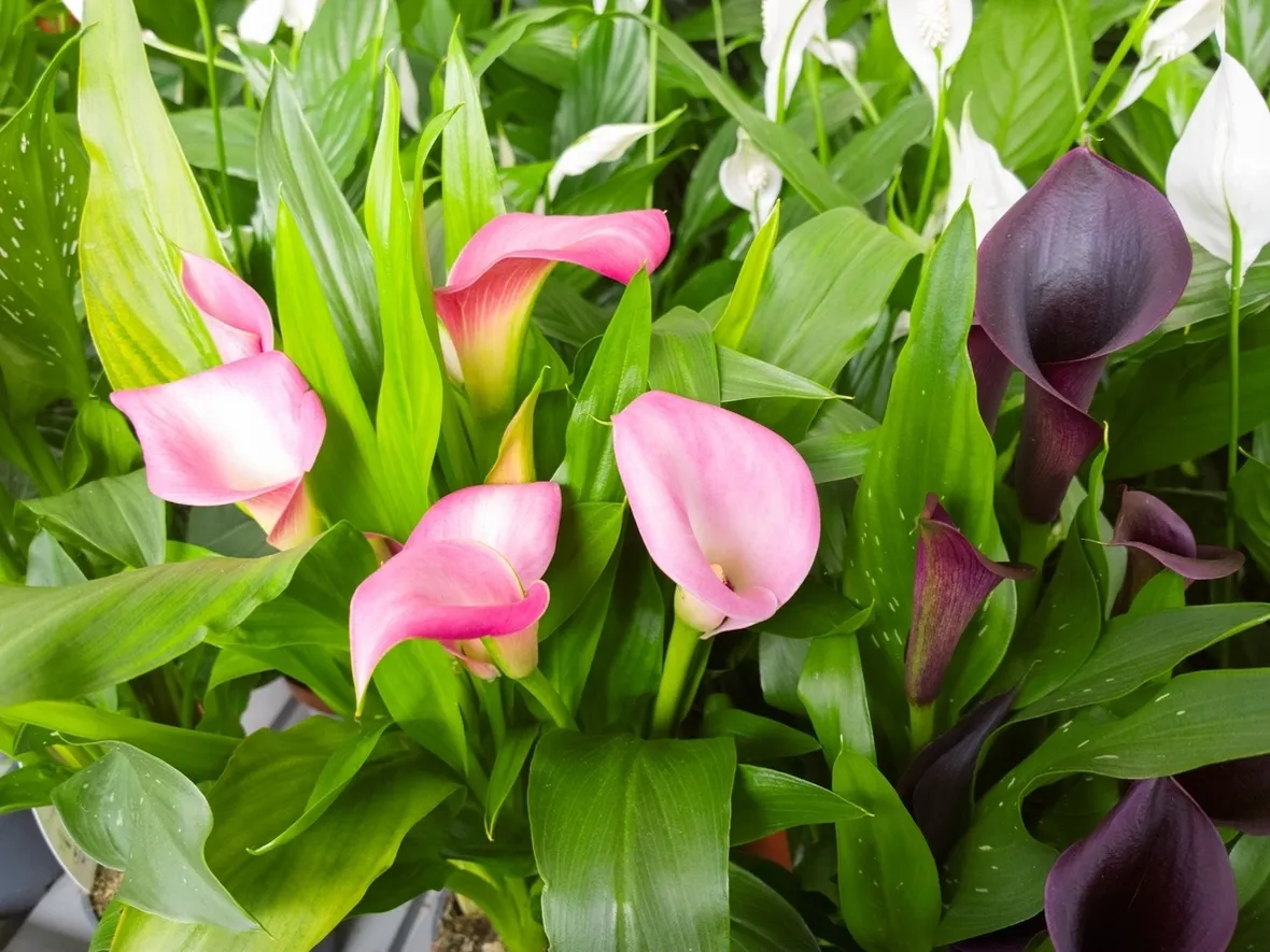 Generalità calla
