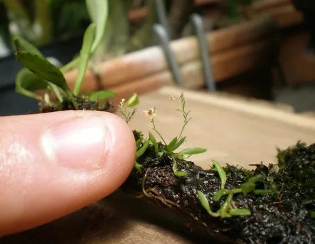 Generalità mini orchidee