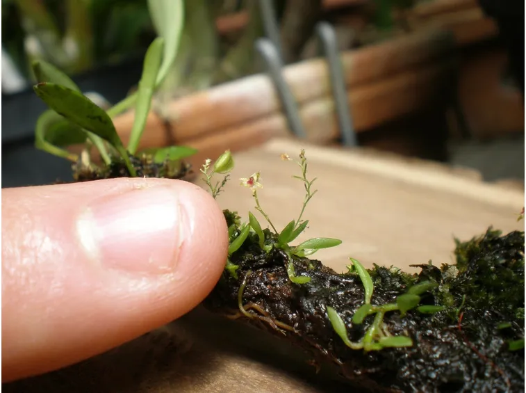 Generalità mini orchidee
