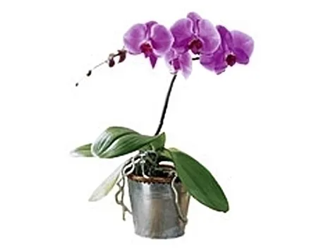 Ibridare le orchidee