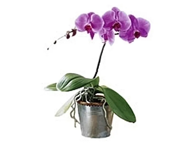 Ibridare le orchidee