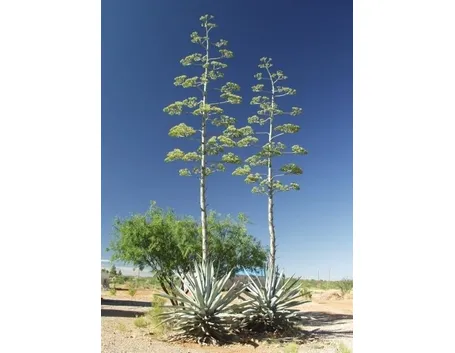 Il succo di Agave