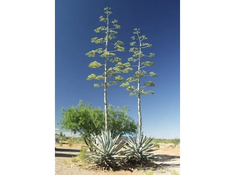 Il succo di Agave