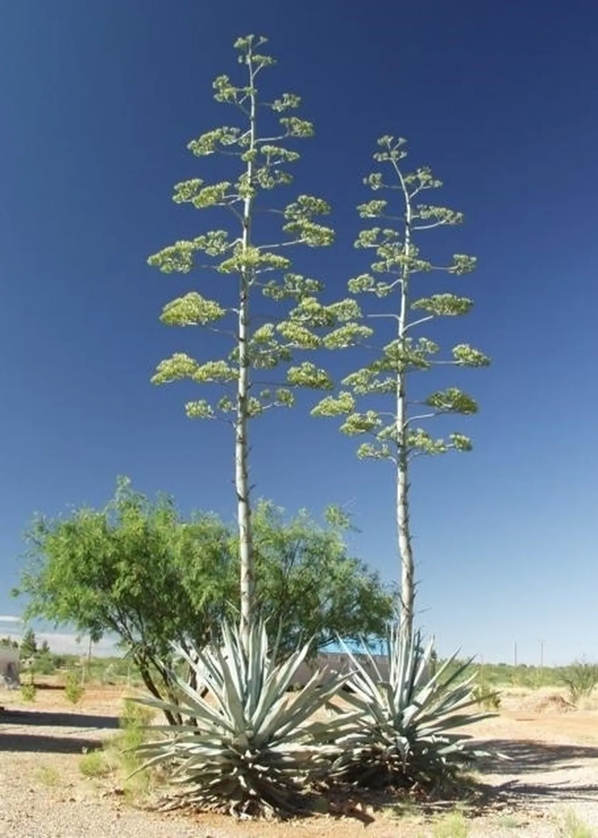 Il succo di Agave