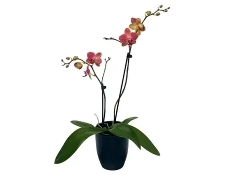 In appartamento. Cure base per un'orchidea perfetta